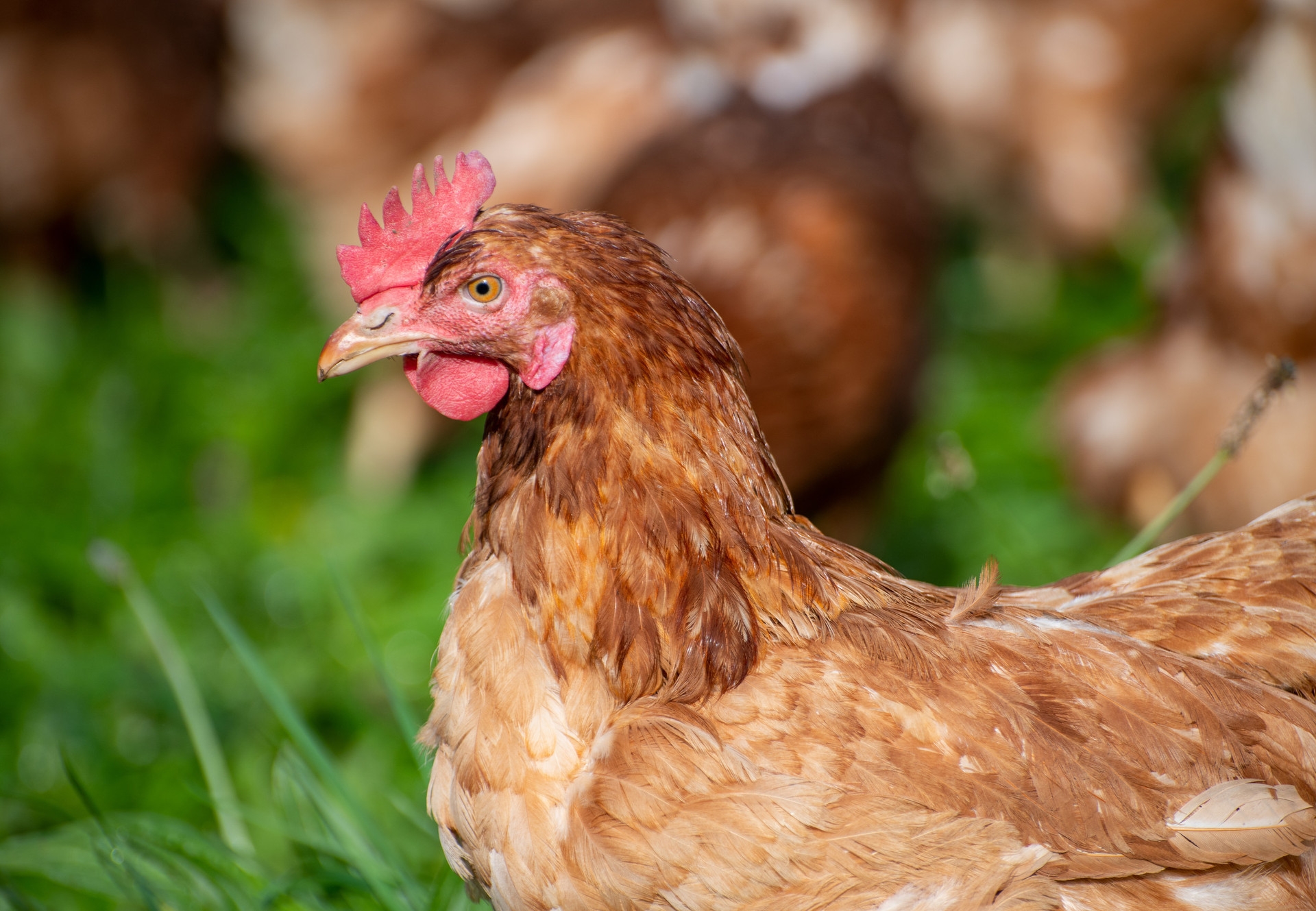 is a chicken mammal is a chicken mammal