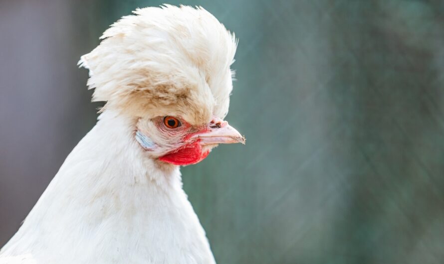 Chickens With Fluffy Heads