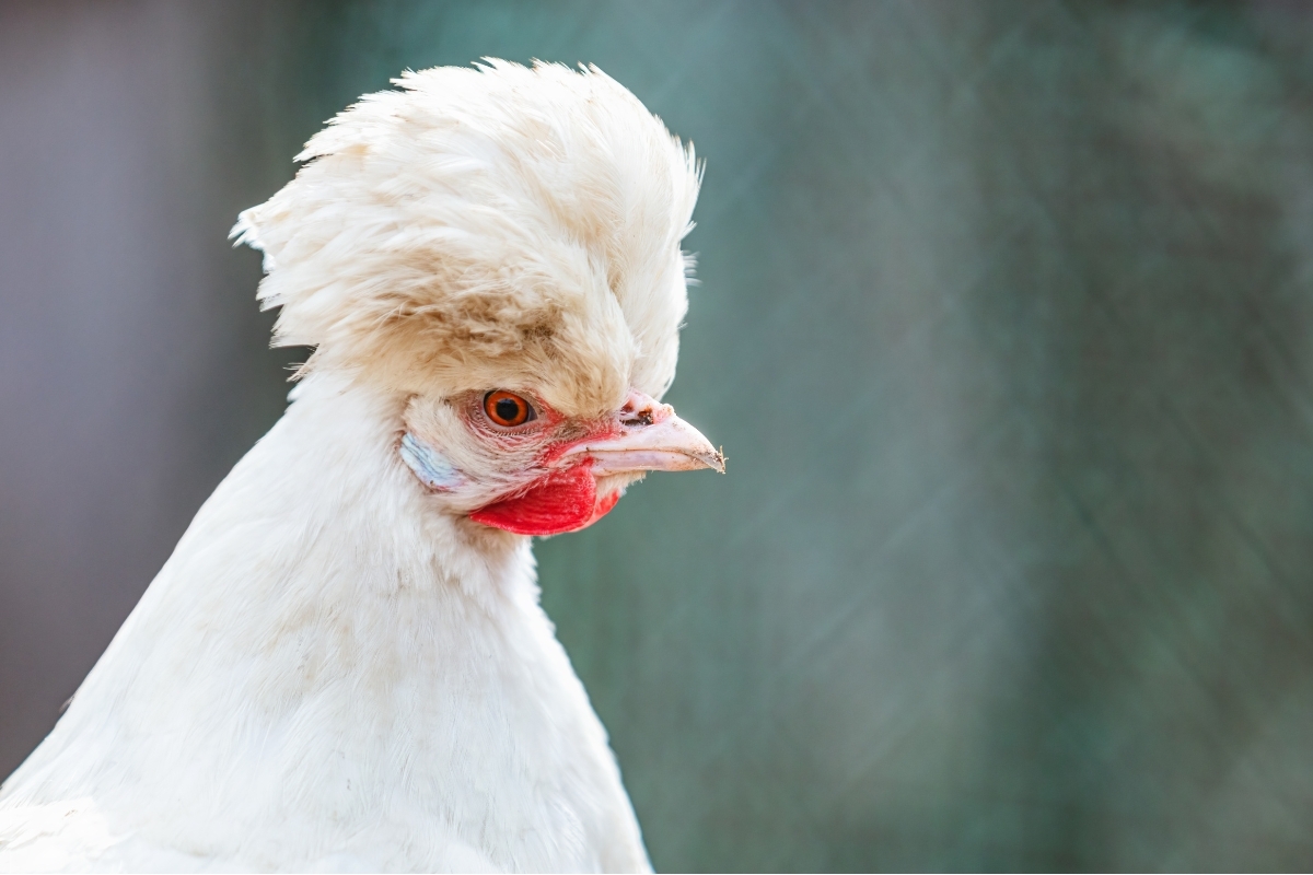10 Fluffy Chicken Breeds Practical Self Reliance