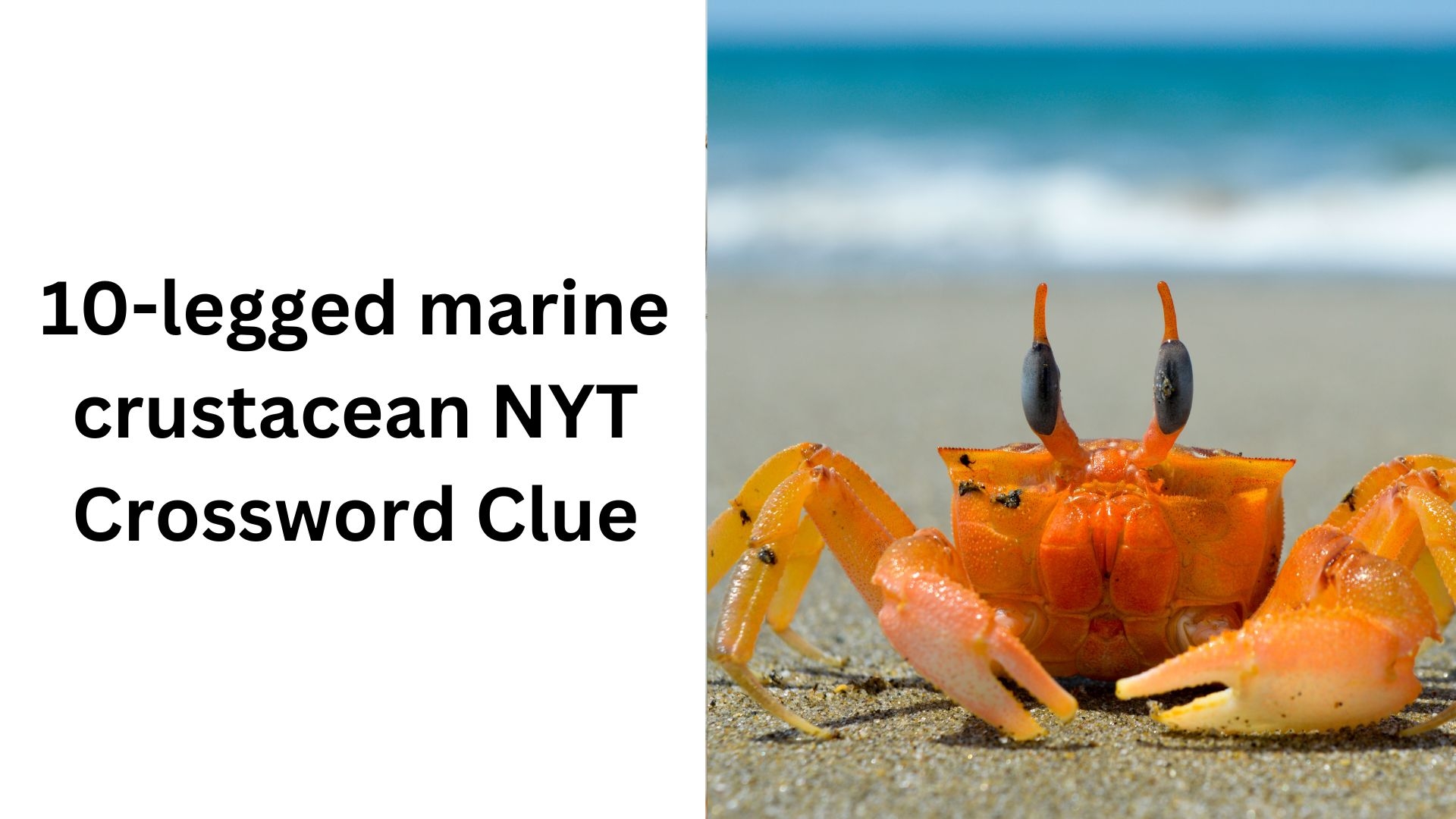 10 legged Marine Crustacean NYT Crossword Clue January 18 2025 10 legged Marine Crustacean NYT Crossword Clue January 18 2025