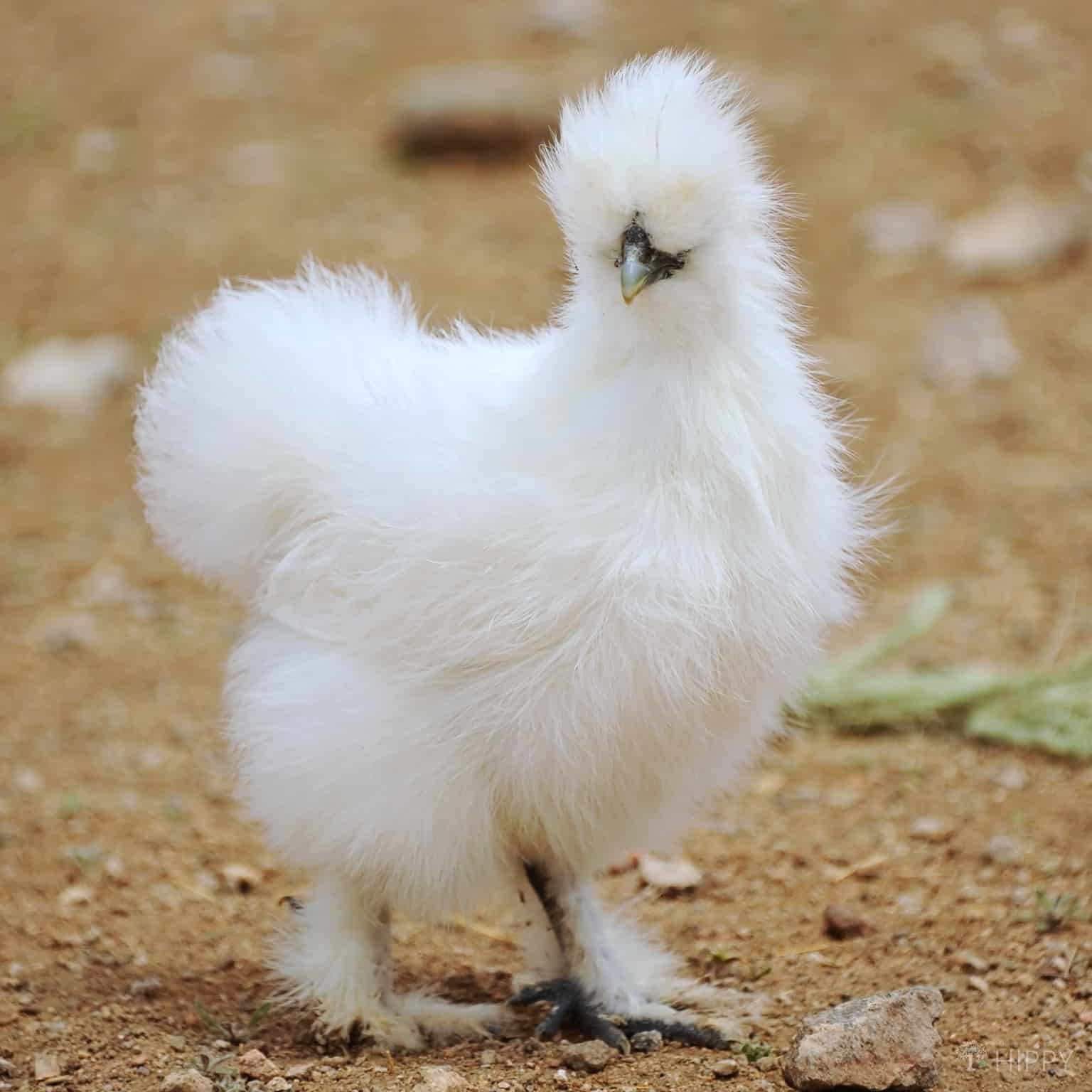 10 Puffy Head Chicken Breeds To Consider Raising 10 Puffy Head Chicken Breeds To Consider Raising