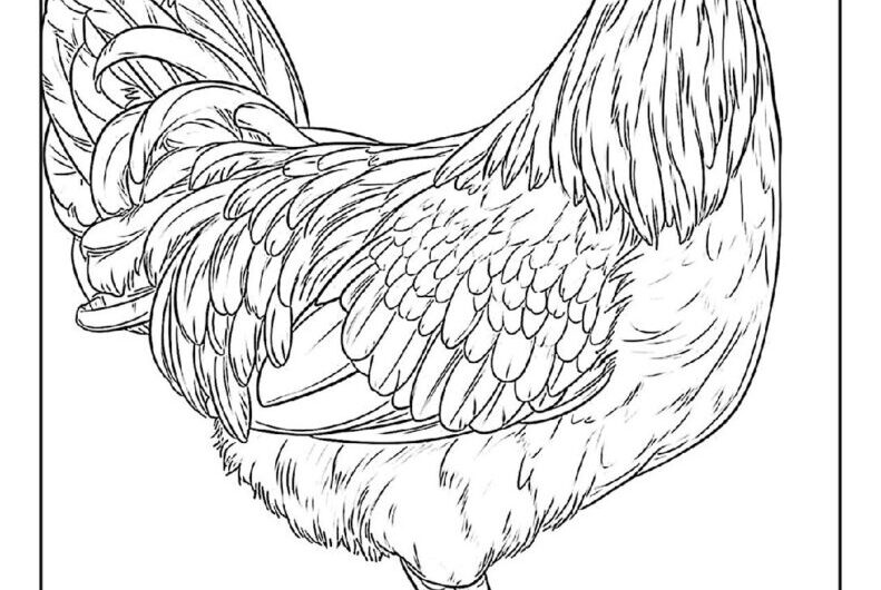 Colouring Pages Of Hen