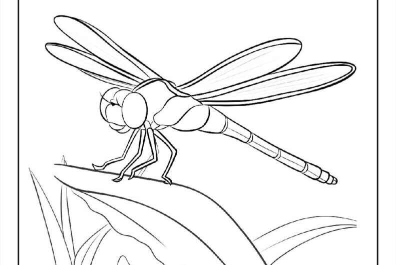 Coloring Page Of A Dragonfly