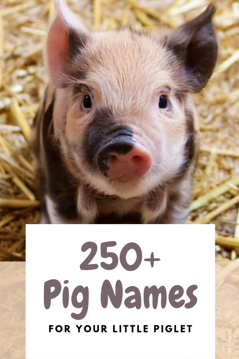 250 Pet Pig Names From Albert To Wally HubPages 250 Pet Pig Names From Albert To Wally HubPages