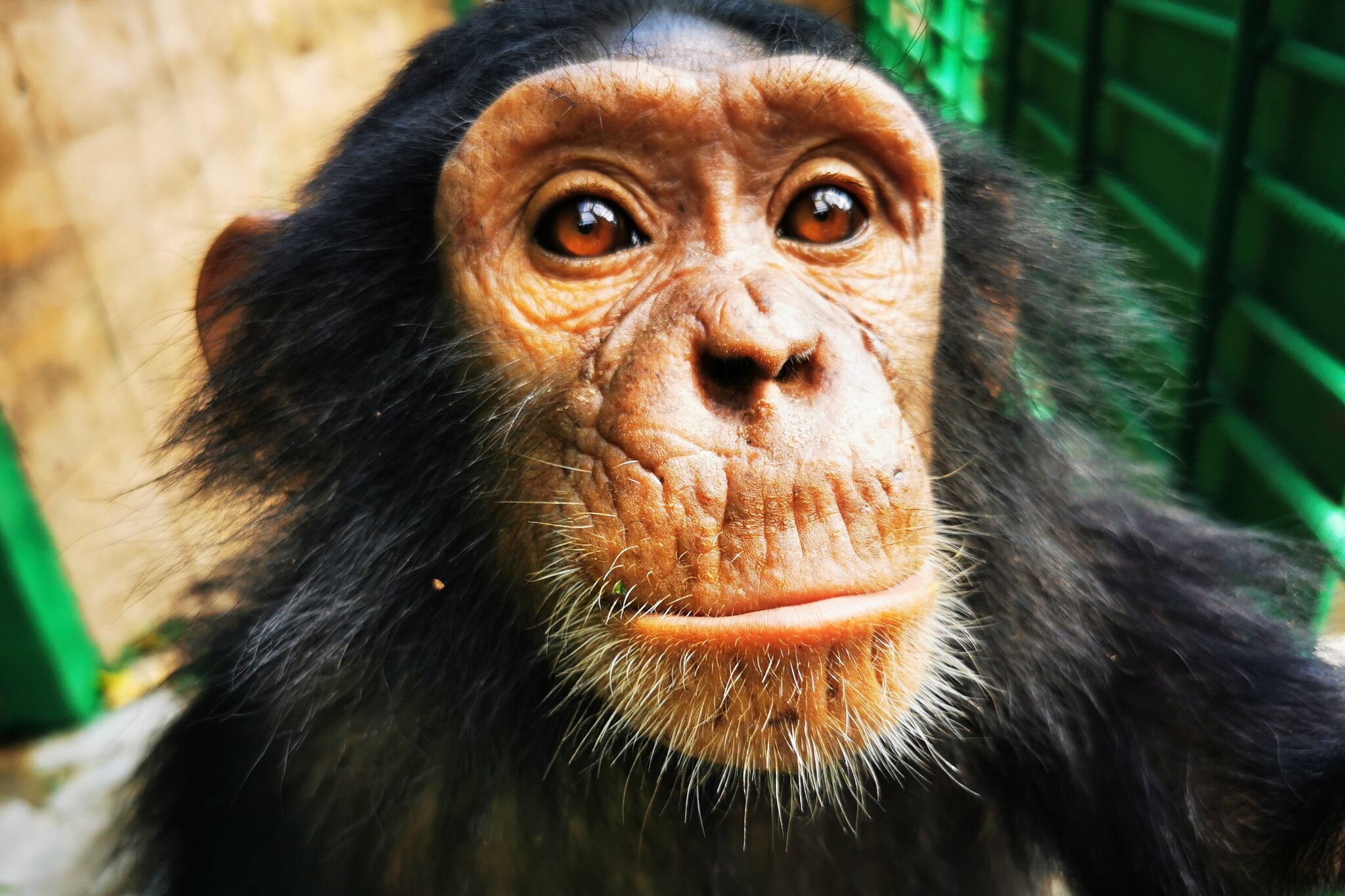 3 Chimpanzees Kidnapped For Ransom From Congo Sanctuary The New York Times