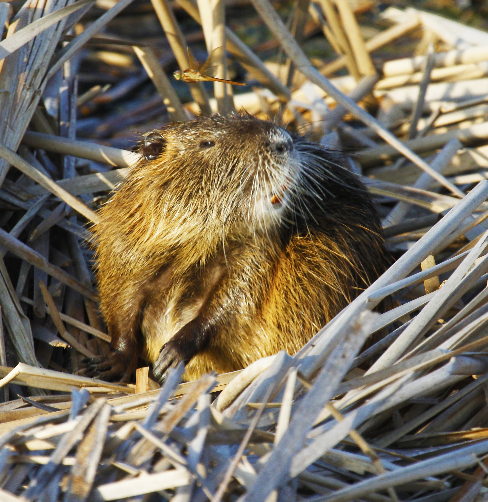 300th Nutria Killed In California As Officials Worry Giant Swamp Rats Are Spreading Into The Delta 300th Nutria Killed In California As Officials Worry Giant Swamp Rats Are Spreading Into The Delta
