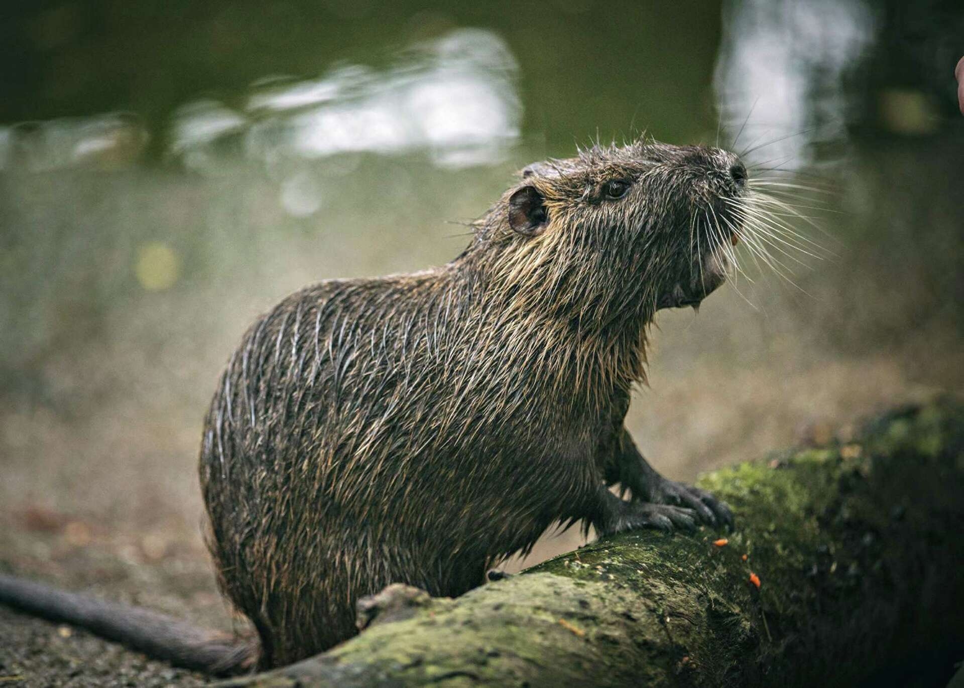 300th Nutria Killed In California As Officials Worry Giant Swamp Rats Are Spreading Into The Delta 300th Nutria Killed In California As Officials Worry Giant Swamp Rats Are Spreading Into The Delta