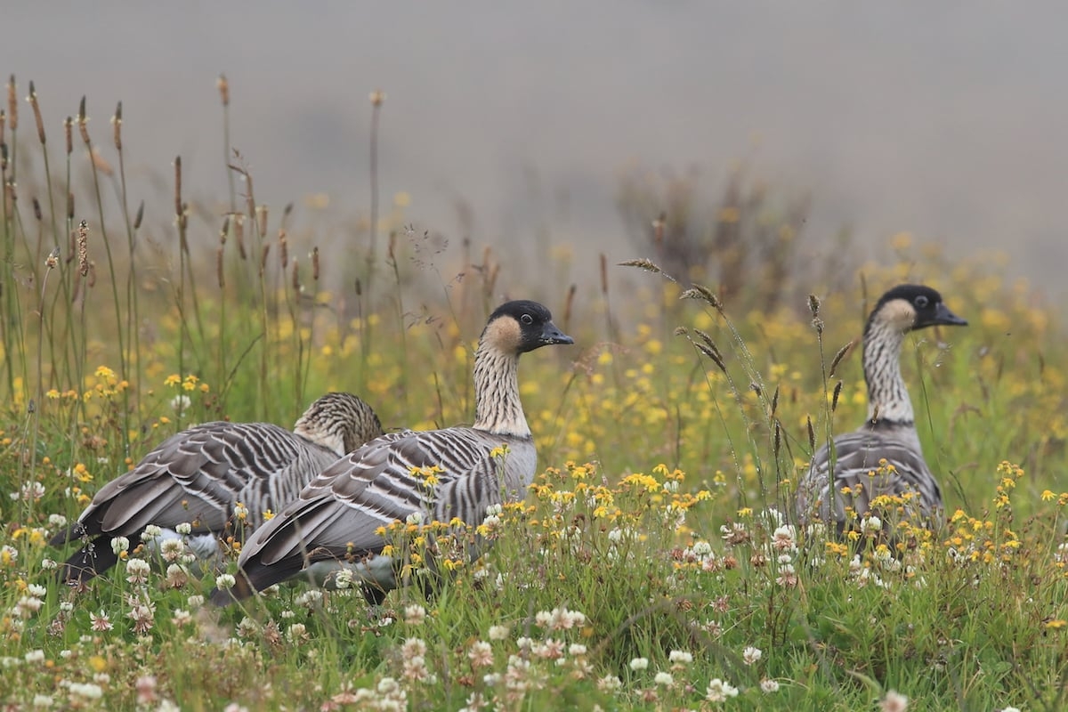 7 Fun Facts About The N n Or Hawaiian Goose Hawaii Magazine 7 Fun Facts About The N n Or Hawaiian Goose Hawaii Magazine