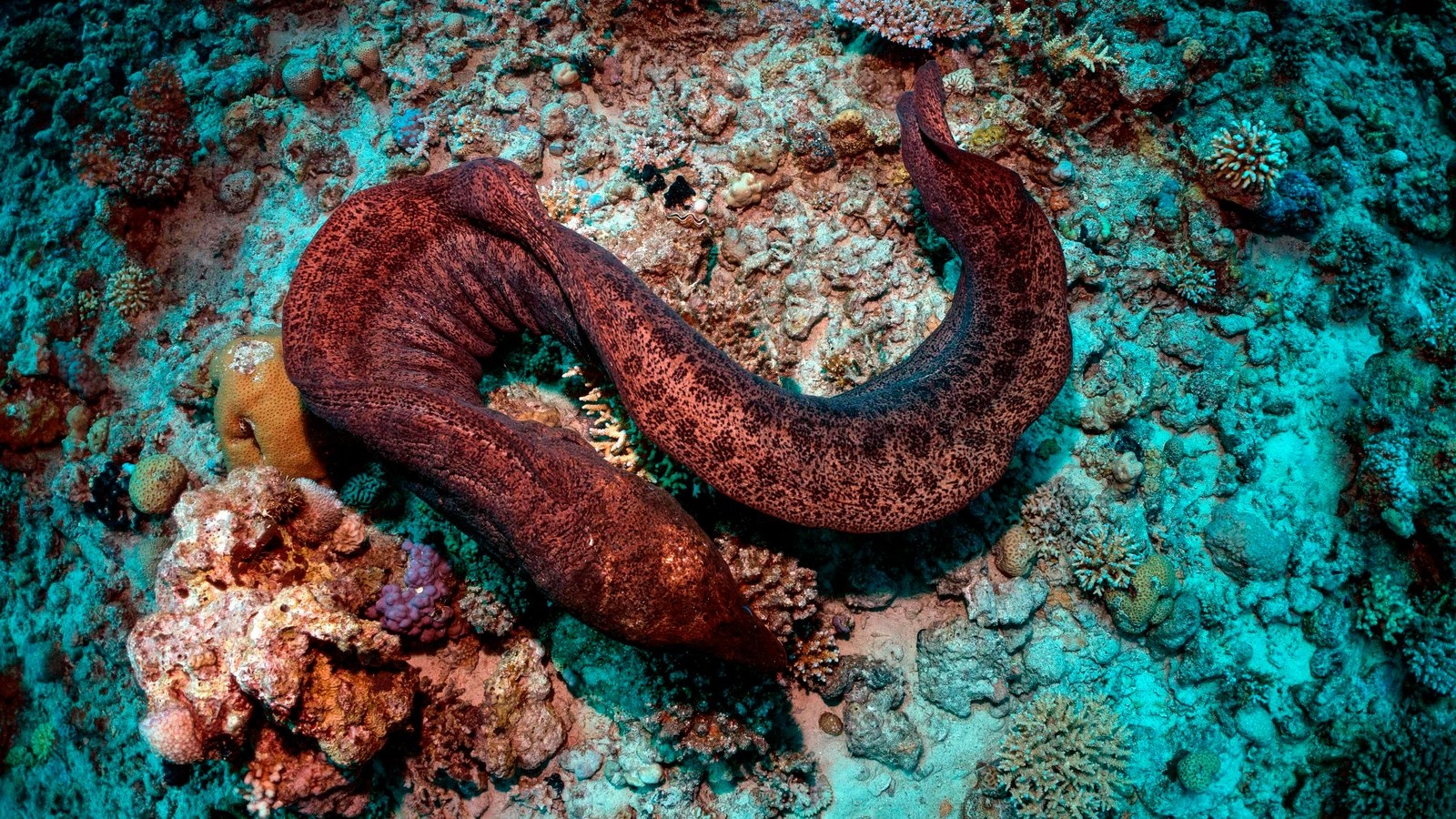 A Long History In Ichthyology The New York Times A Long History In Ichthyology The New York Times