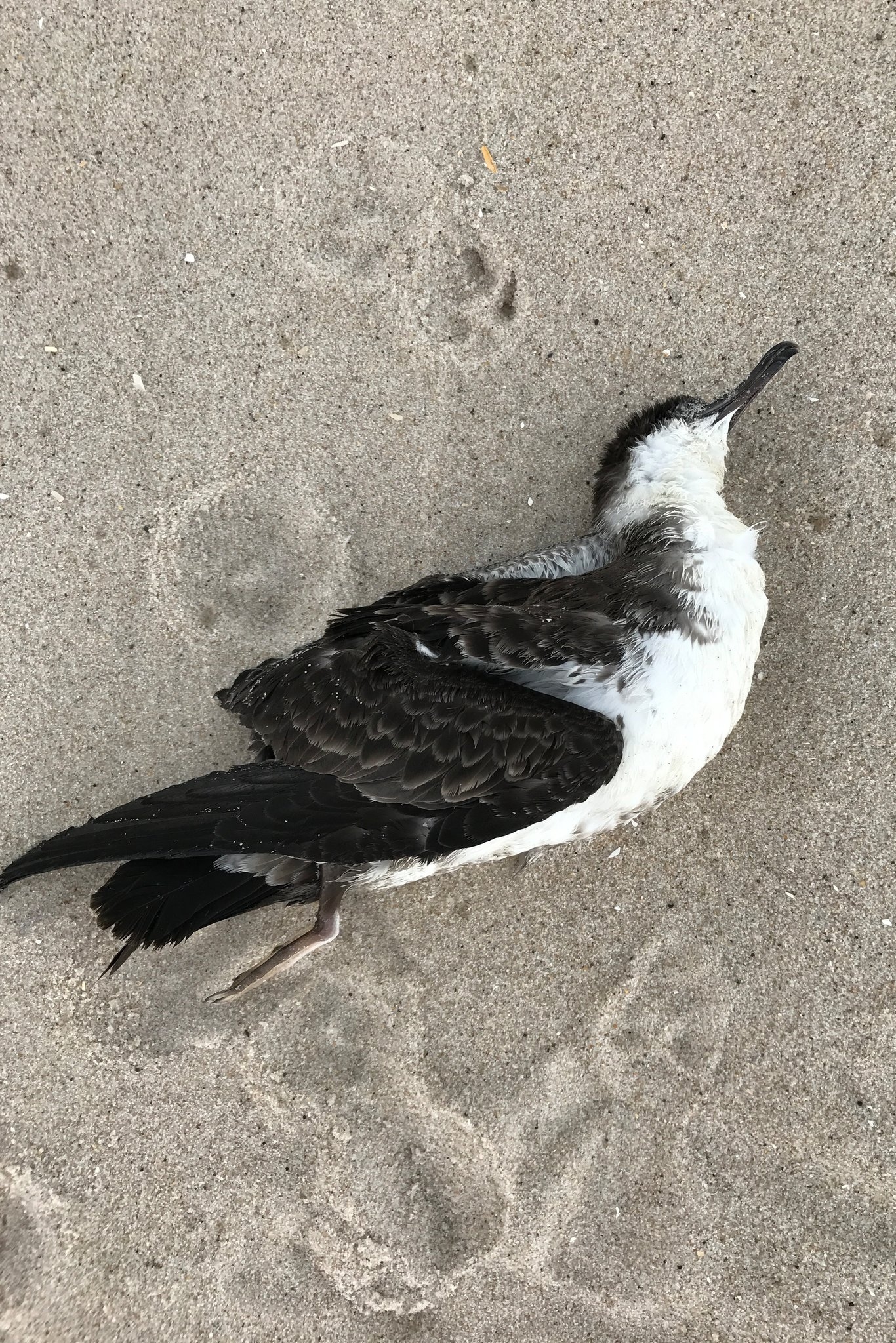 A Mystery Of Seabirds Blown Off Course And Starving The New York Times