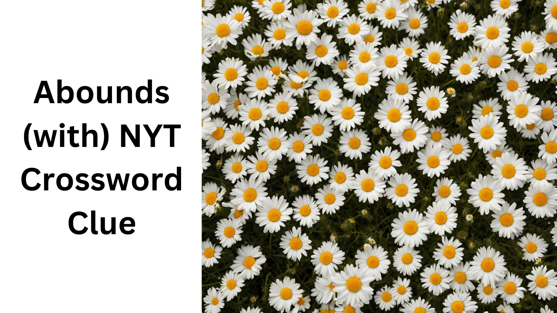 Abounds with NYT Crossword Clue August 10 2024 Abounds with NYT Crossword Clue August 10 2024