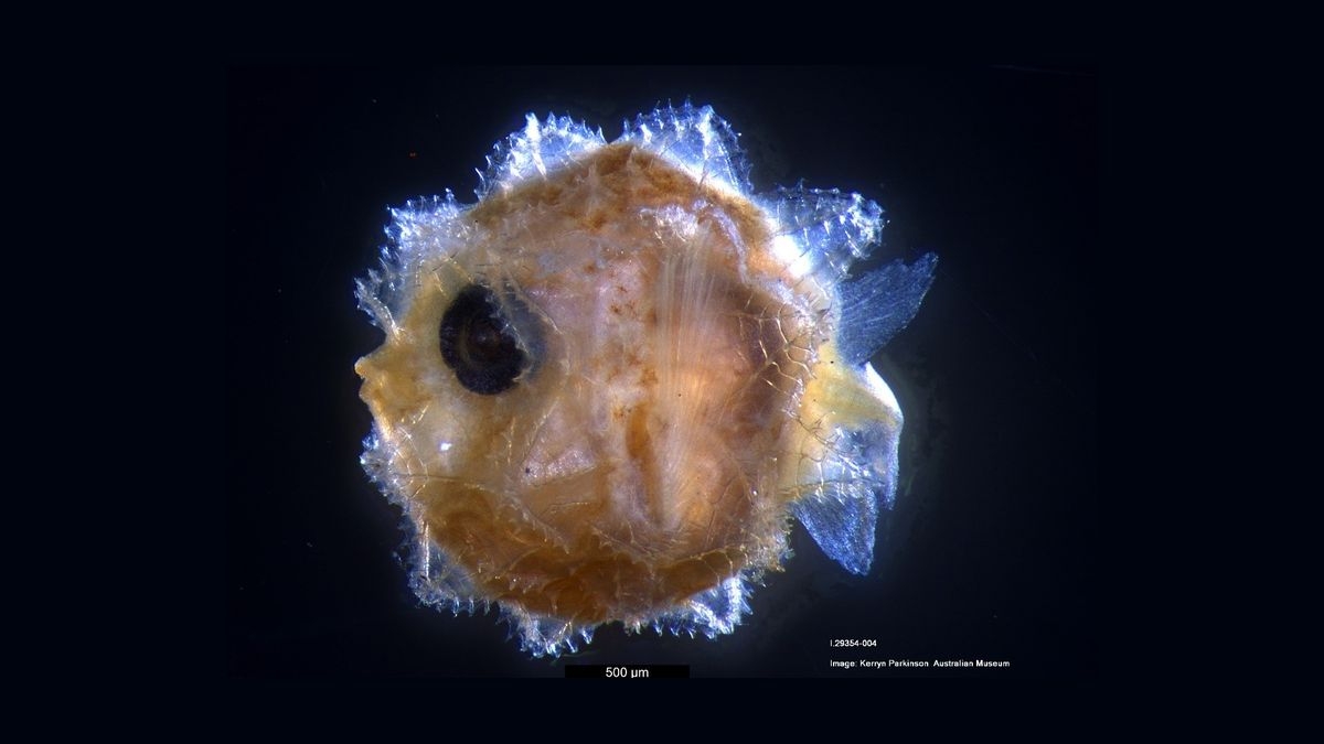 Adorable Bug size Sunfish Babies Grow Up To Be Giant swimming Heads Live Science Adorable Bug size Sunfish Babies Grow Up To Be Giant swimming Heads Live Science