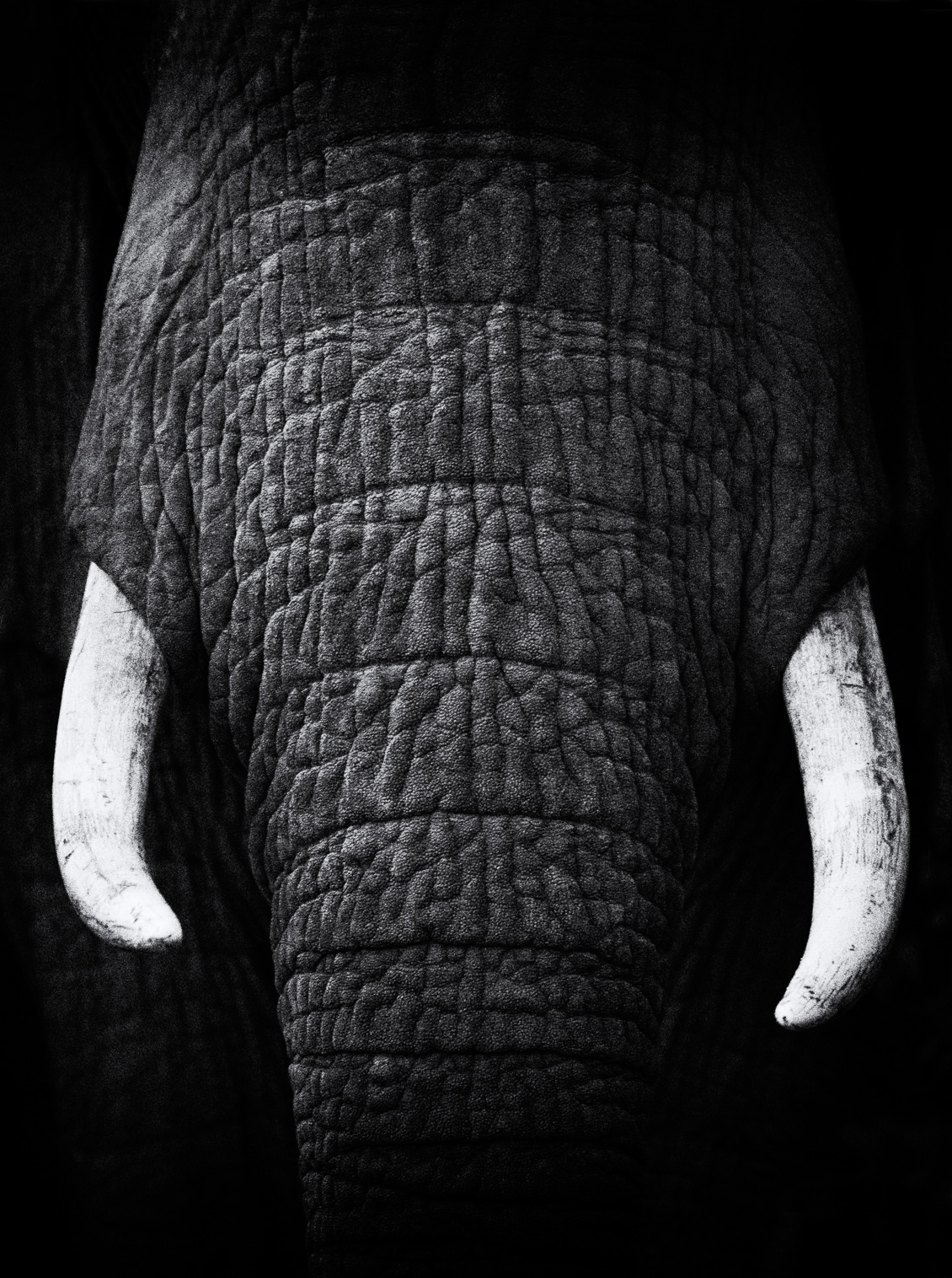 African Elephant Bull Portrait B W Elephant Photography Prints African Elephant Bull Portrait B W Elephant Photography Prints