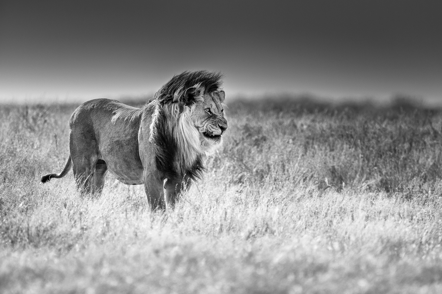 African Lion Black White Fine Art Photography Photo Prints For Sale African Lion Black White Fine Art Photography Photo Prints For Sale