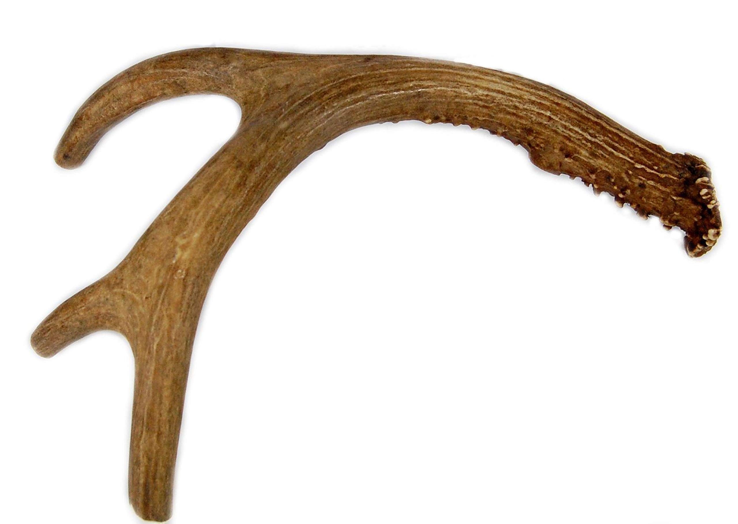 Amazon Big Dog Antler Chews Deer Antler Dog Chew Medium 9 Inches To 13 Inches Long Perfect For Your Medium To Large Size Dogs And Puppies Grade A Premium Happy Amazon Big Dog Antler Chews Deer Antler Dog Chew Medium 9 Inches To 13 Inches Long Perfect For Your Medium To Large Size Dogs And Puppies Grade A Premium Happy