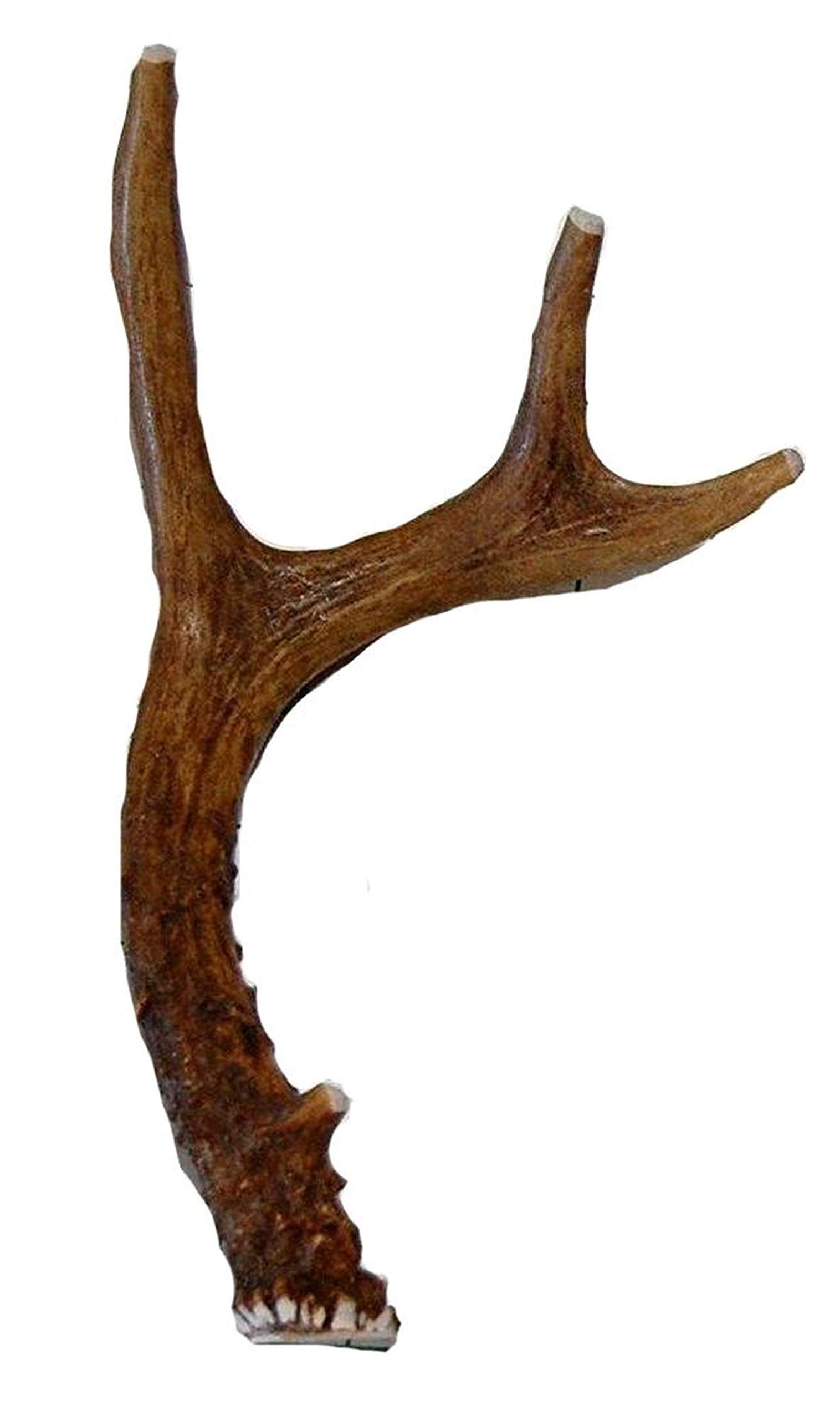 Amazon Small Whole Deer Antler Dog Chew For Small To Medium Size Dogs And Puppies 6 To 11 Inches Long Big Dog Antler Chews Brand Pet Supplies Amazon Small Whole Deer Antler Dog Chew For Small To Medium Size Dogs And Puppies 6 To 11 Inches Long Big Dog Antler Chews Brand Pet Supplies