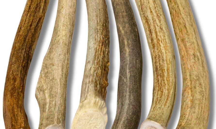 Deer Antlers For Puppies