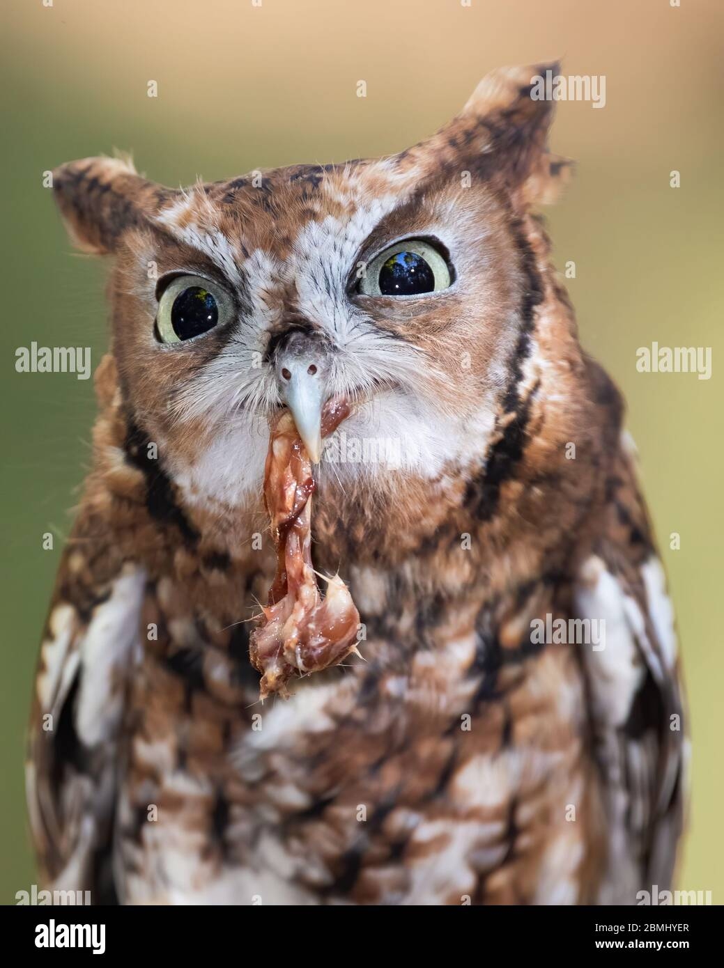 do owls eat chickens do owls eat chickens