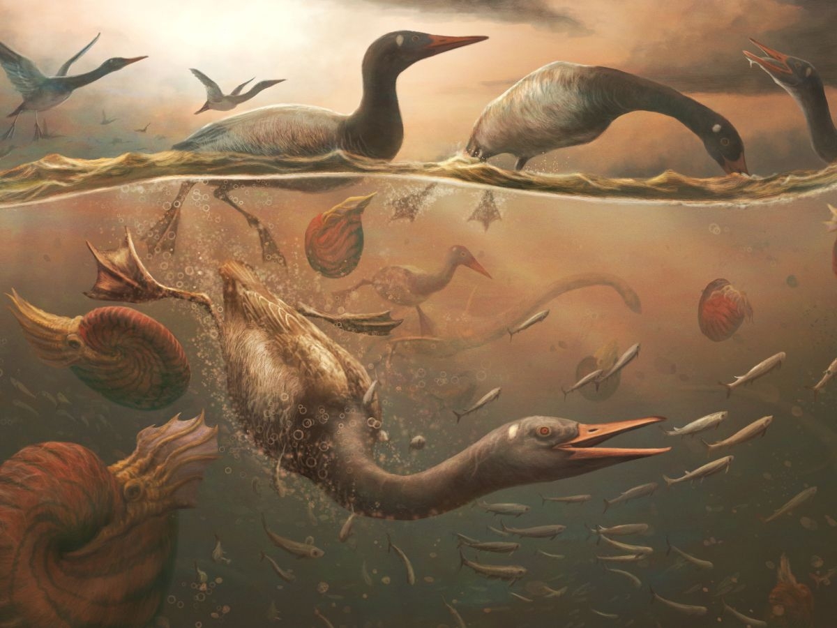 Ancient Duck like Creature Discovered In Antarctica May Be The Oldest Modern Bird Ever Discovered Live Science Ancient Duck like Creature Discovered In Antarctica May Be The Oldest Modern Bird Ever Discovered Live Science