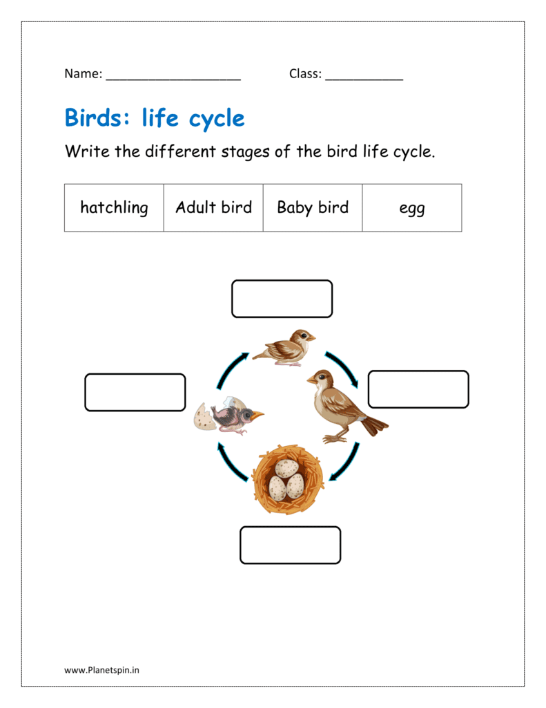 Animal Life Cycle Worksheets For Grade 1 Planetspin in Animal Life Cycle Worksheets For Grade 1 Planetspin in