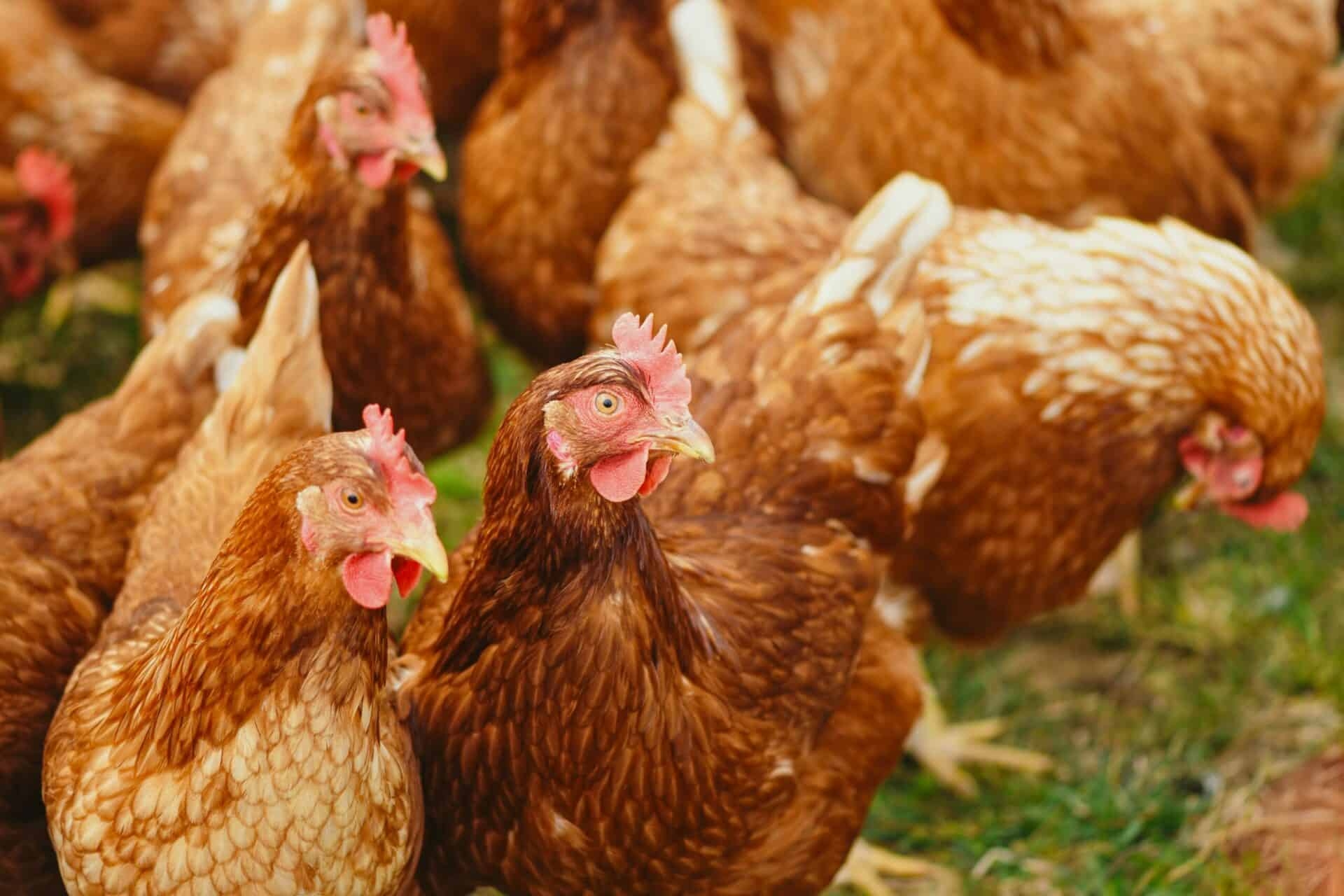 Are Chickens Mammals Let s Burst Some Myths Ecowiser