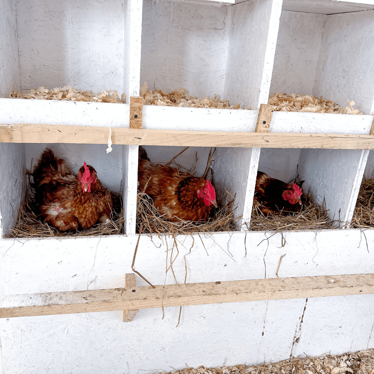 Are Chickens Mammals Or Are They Classed As Birds Or Reptiles Are Chickens Mammals Or Are They Classed As Birds Or Reptiles