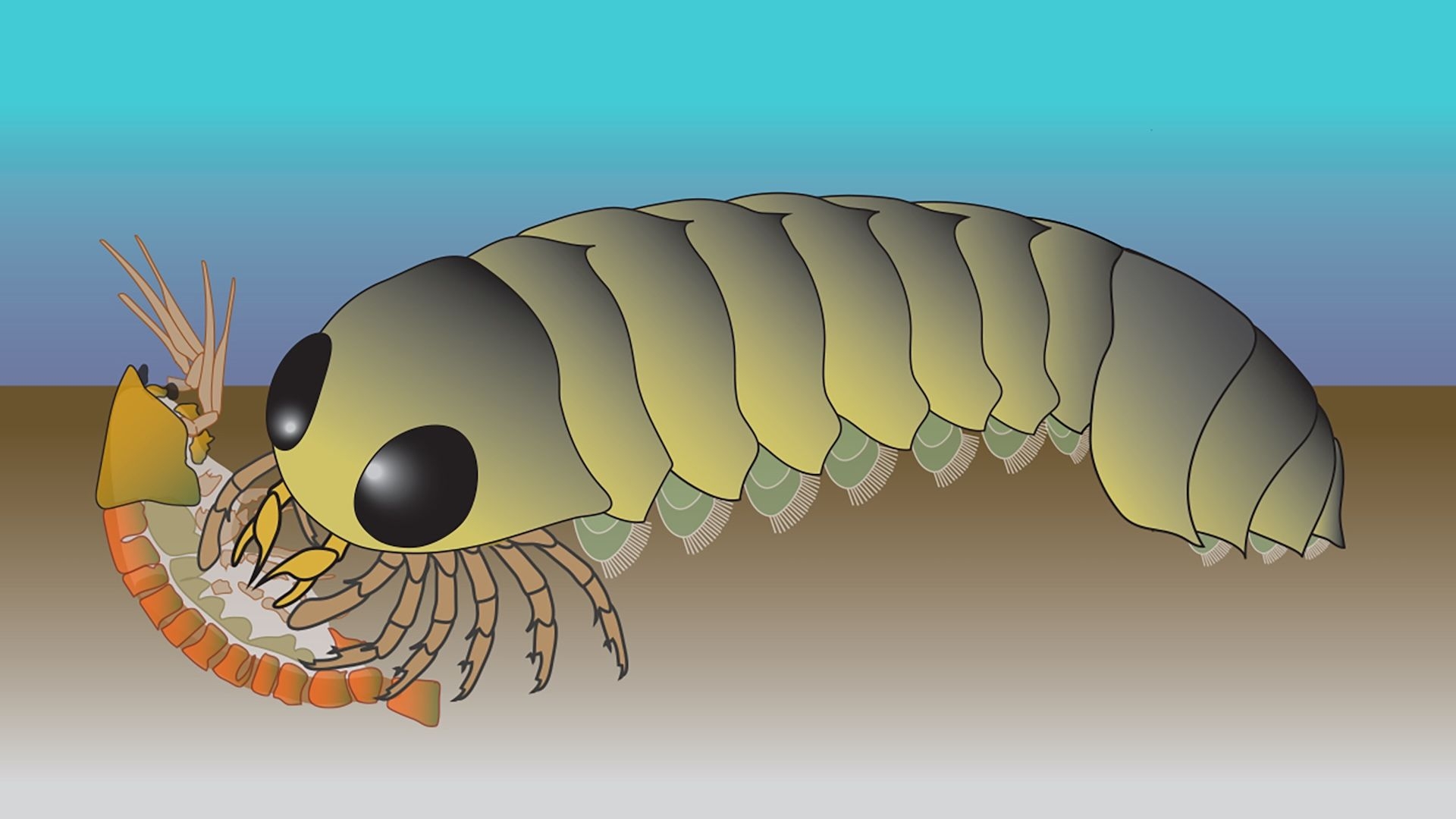 Backward Brain Of Ancient Sea Creature Hints Spider Ancestors Evolved In The Ocean Live Science Backward Brain Of Ancient Sea Creature Hints Spider Ancestors Evolved In The Ocean Live Science