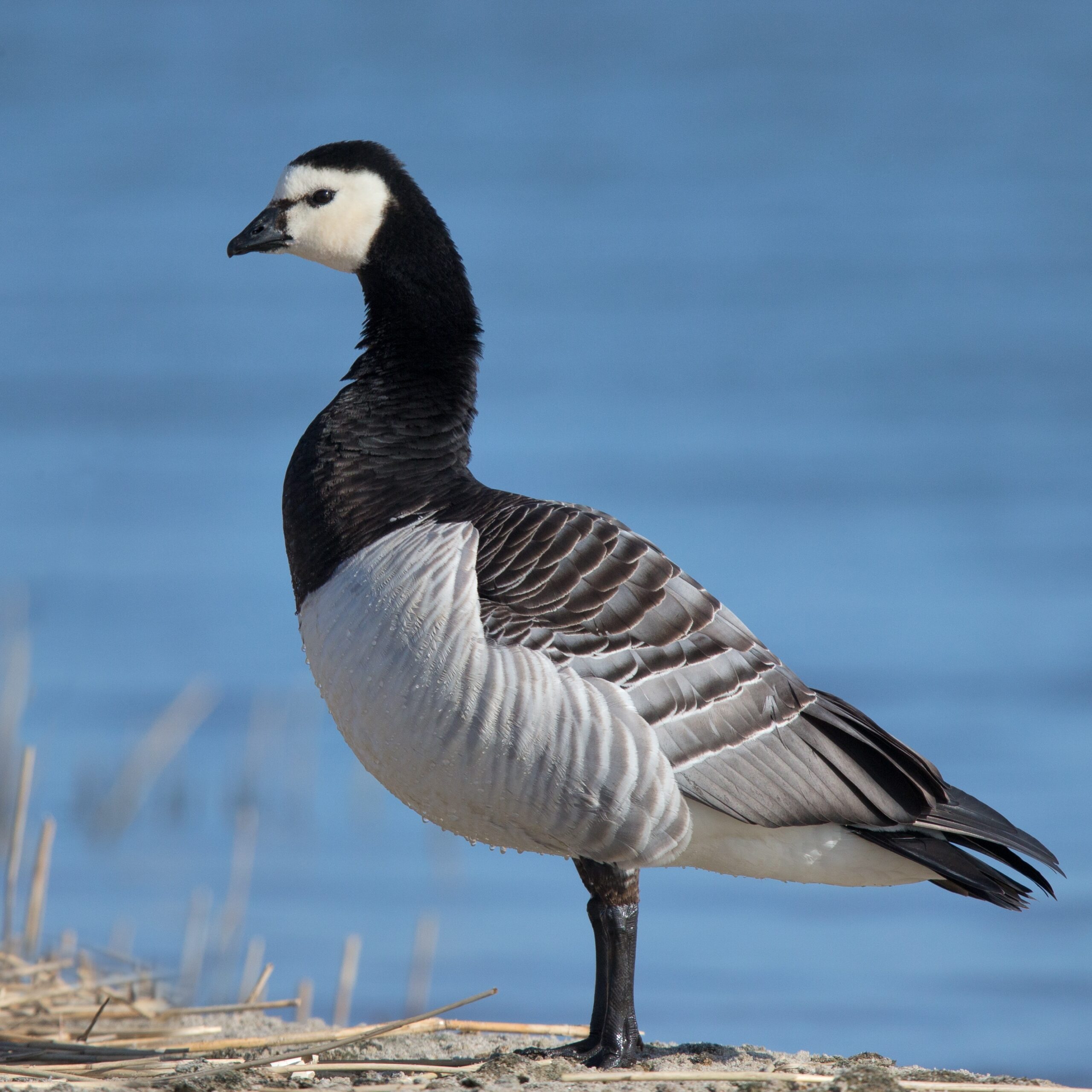 Barnacle Goose Wikipedia Barnacle Goose Wikipedia