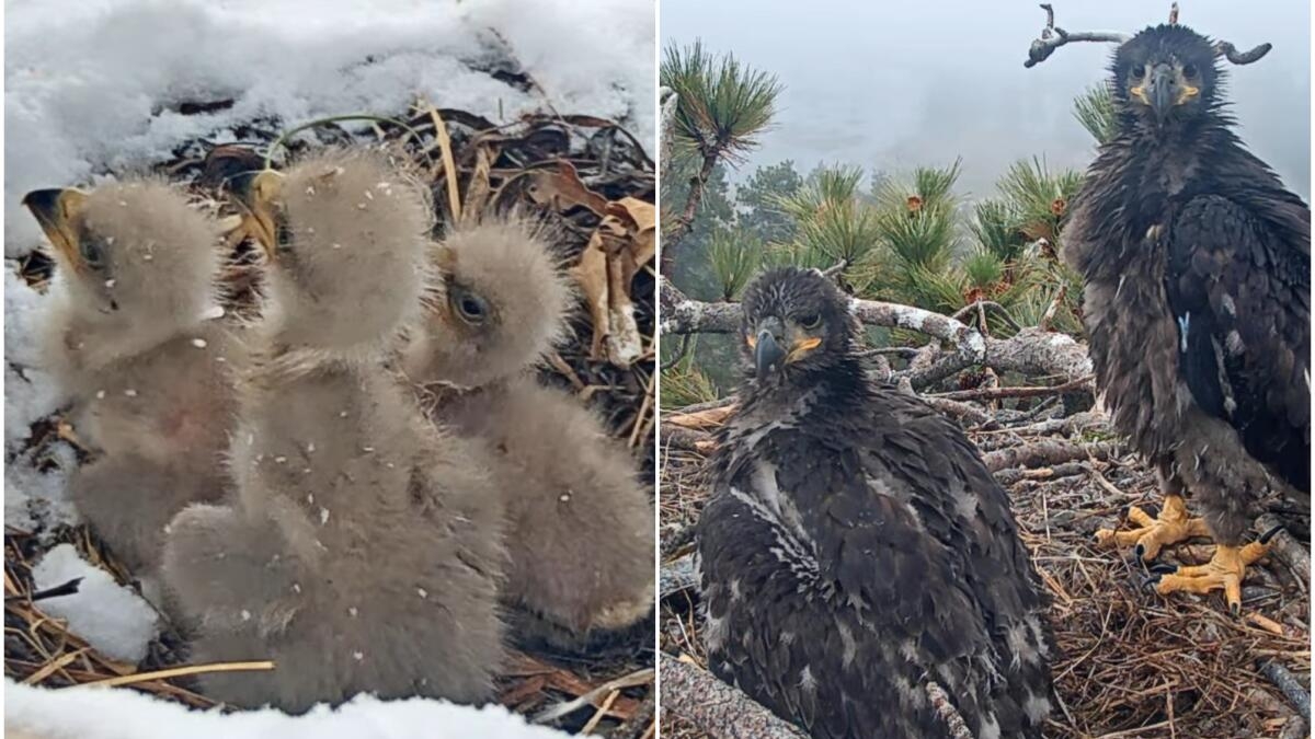 eagles nest crossword clue eagles nest crossword clue