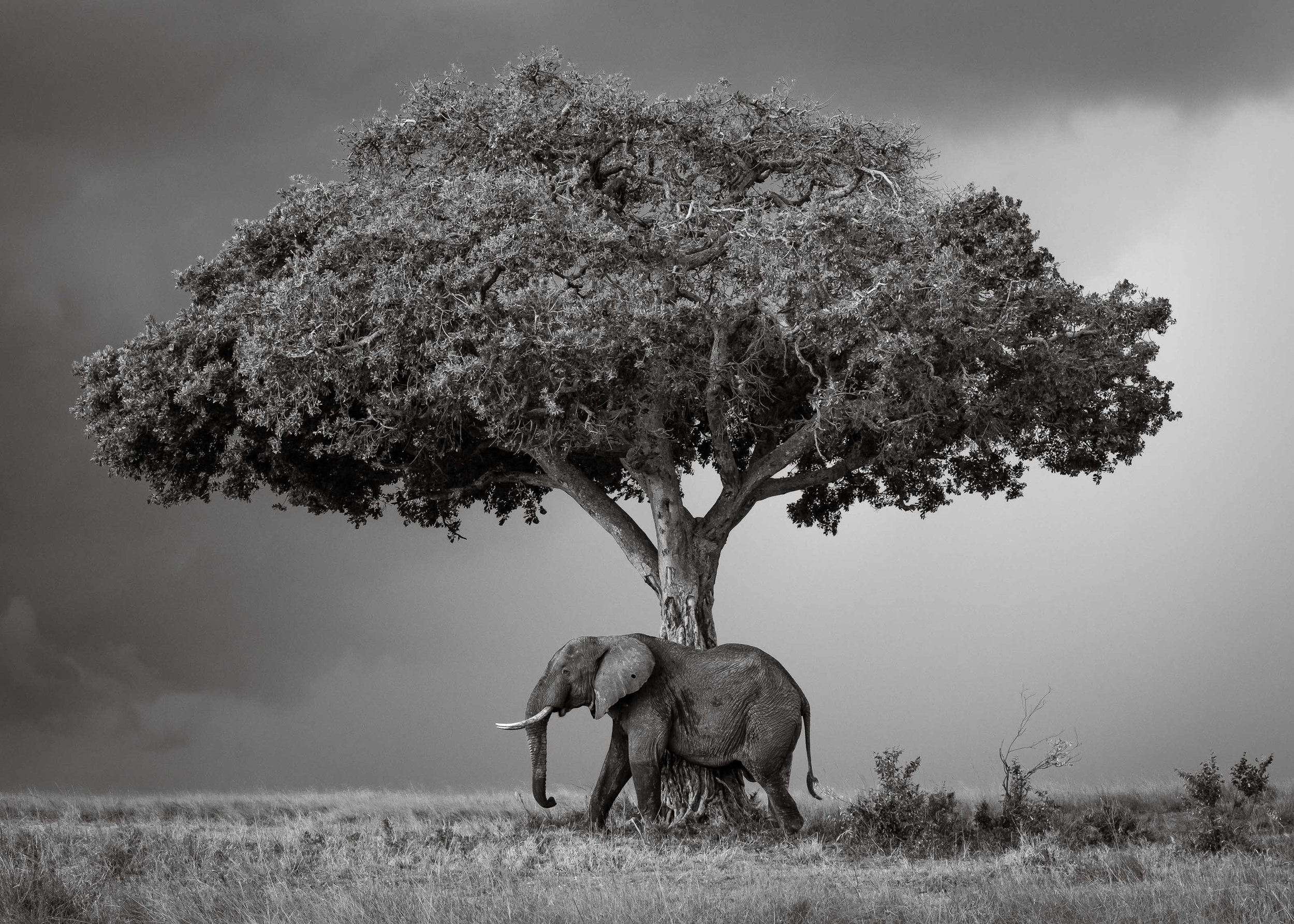 Black And White Animal Photos David Lloyd Wildlife Photography Black And White Animal Photos David Lloyd Wildlife Photography