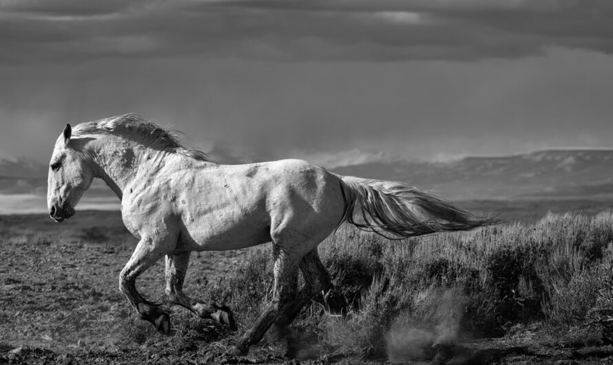 Black And White Photos Of Animals