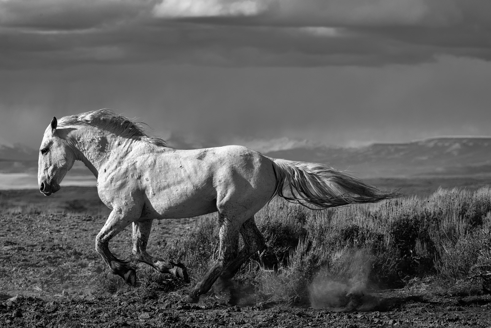 Black And White Wildlife Photography Prints By Joseph C Filer