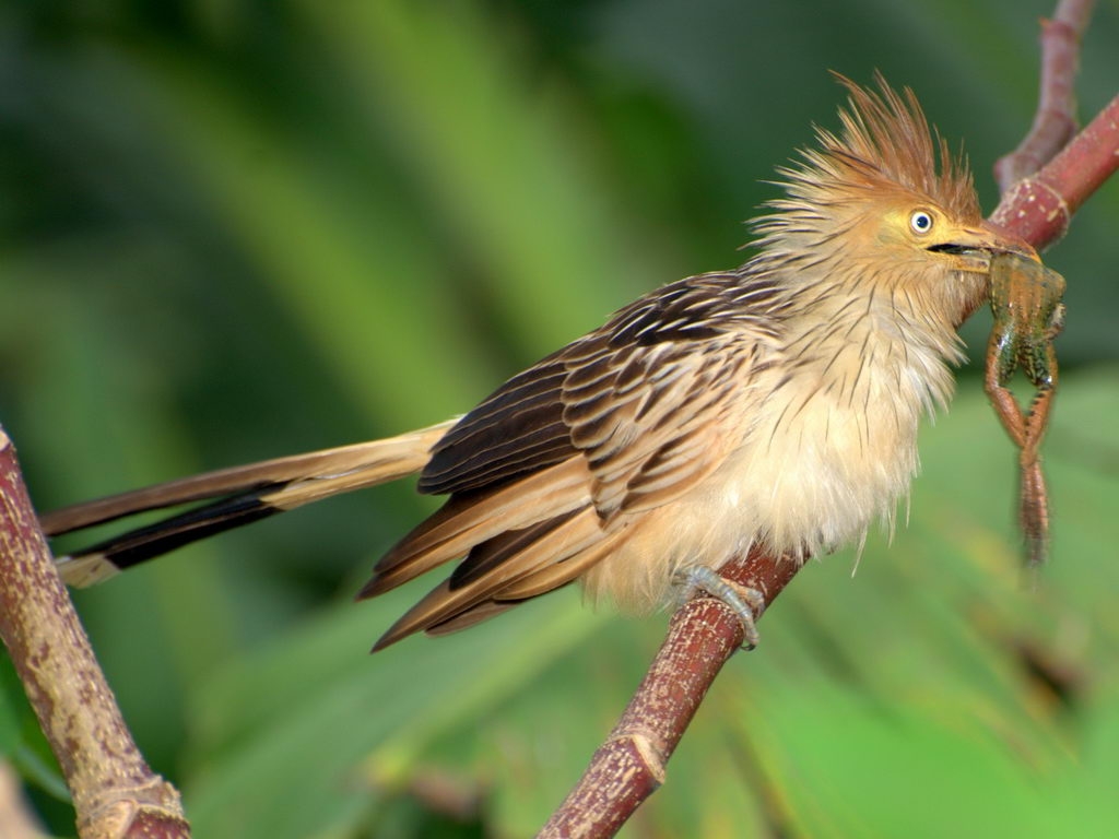 Black Cuckoo Crossword Black Cuckoo Crossword