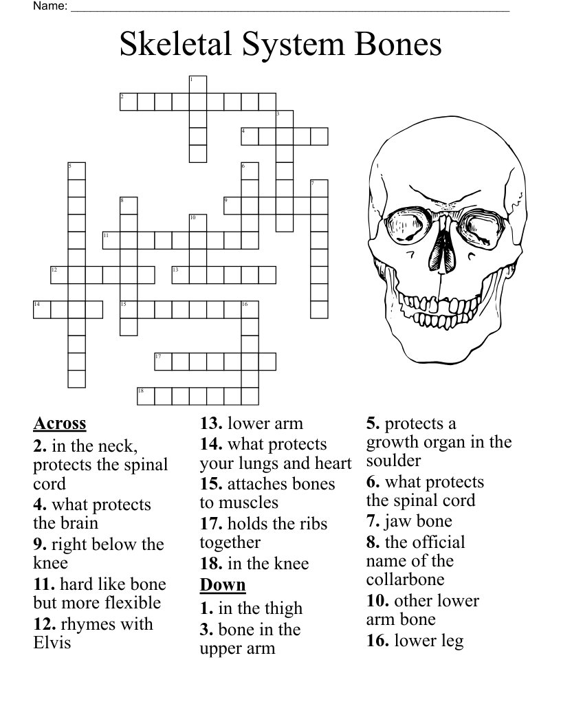 Bones Of The Body Crossword WordMint Bones Of The Body Crossword WordMint