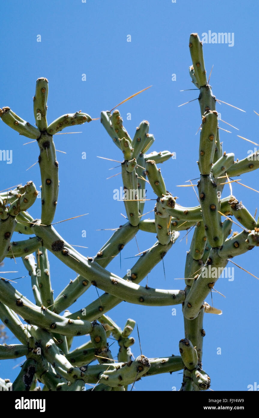 Cacti Cactuses Plant Plants Desert Hi res Stock Photography And Images Page 16 Alamy Cacti Cactuses Plant Plants Desert Hi res Stock Photography And Images Page 16 Alamy