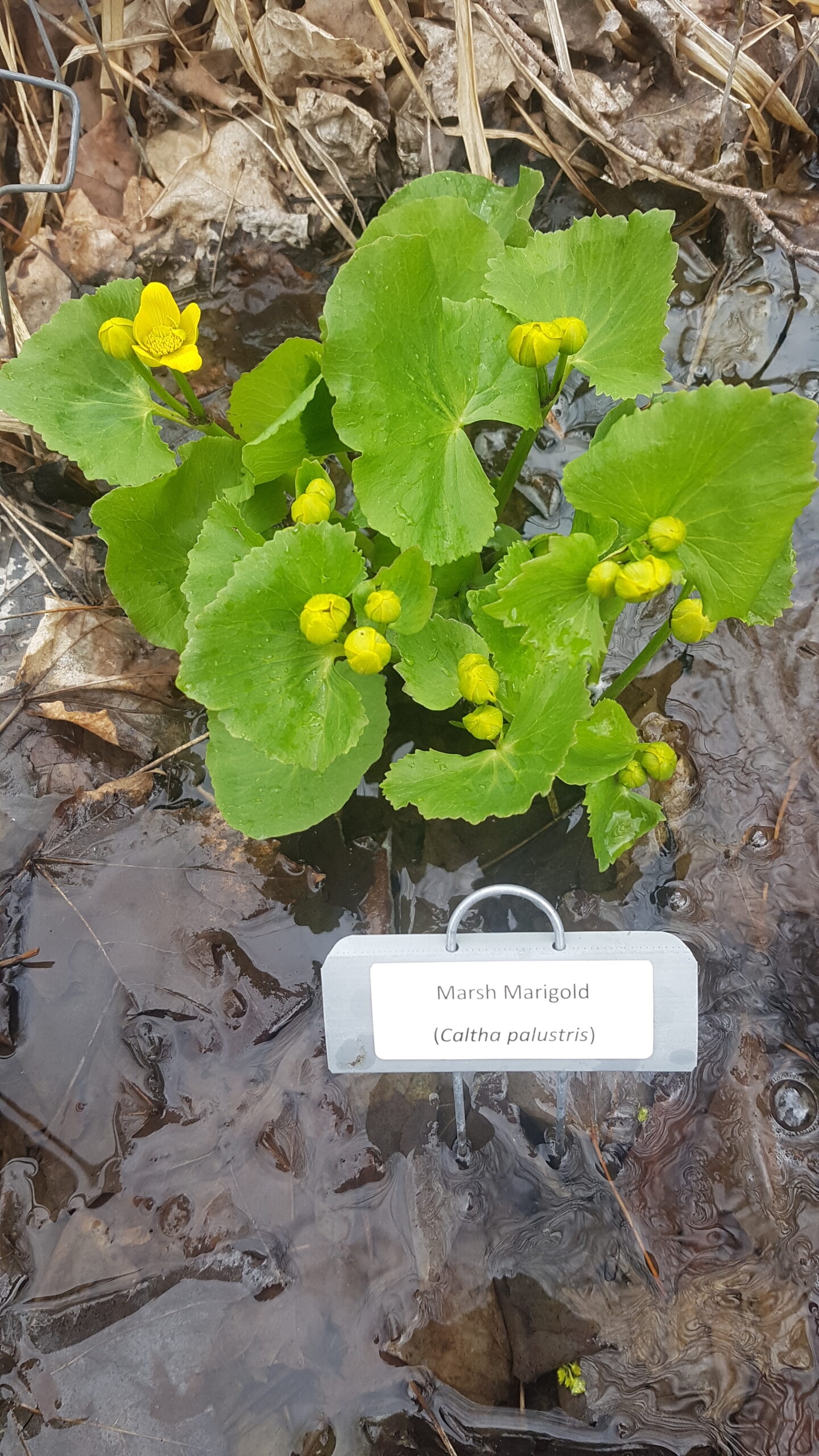 Caltha Palustris Marsh Marigold The Native Plant Gardener Caltha Palustris Marsh Marigold The Native Plant Gardener