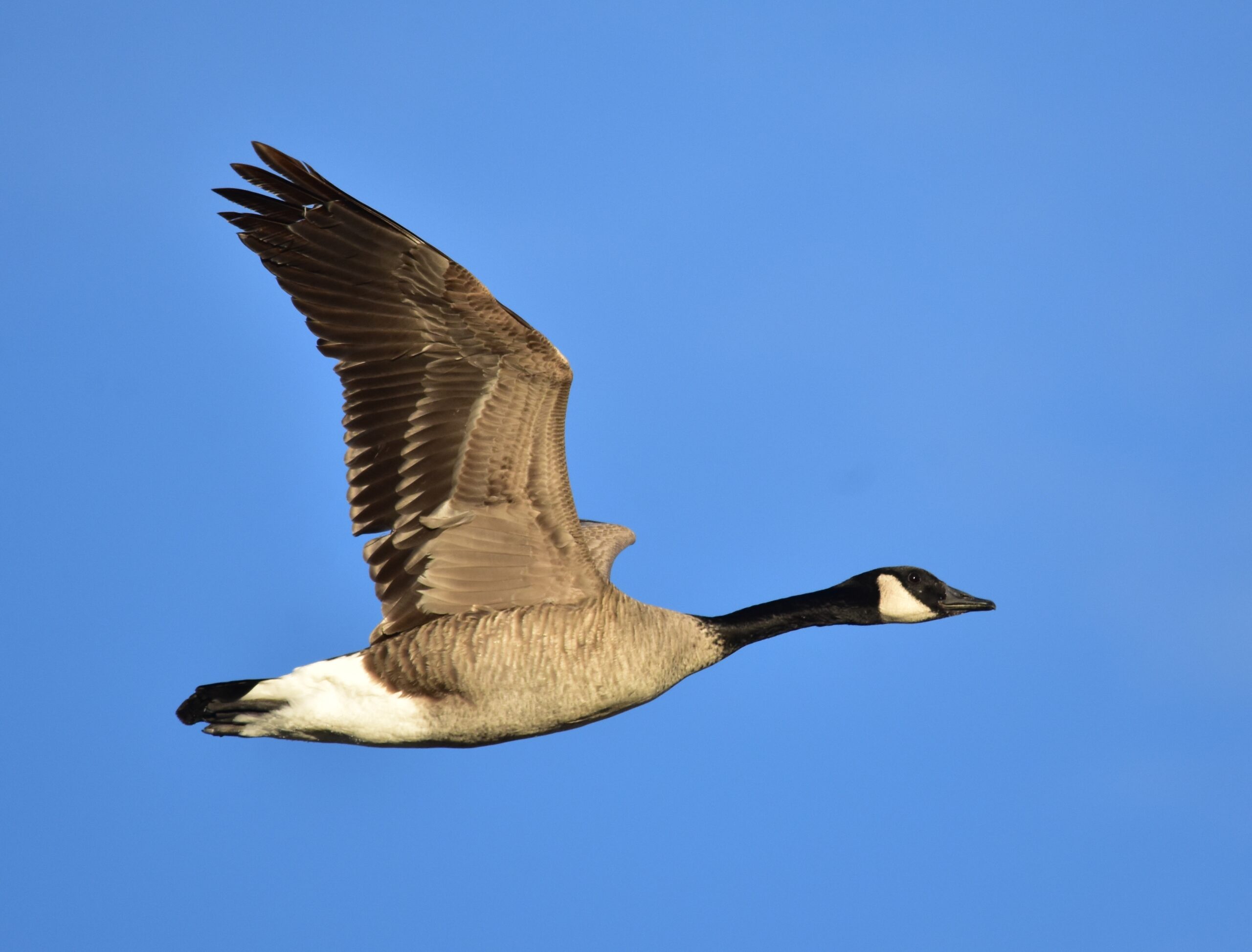 Canada Goose Wikipedia Canada Goose Wikipedia