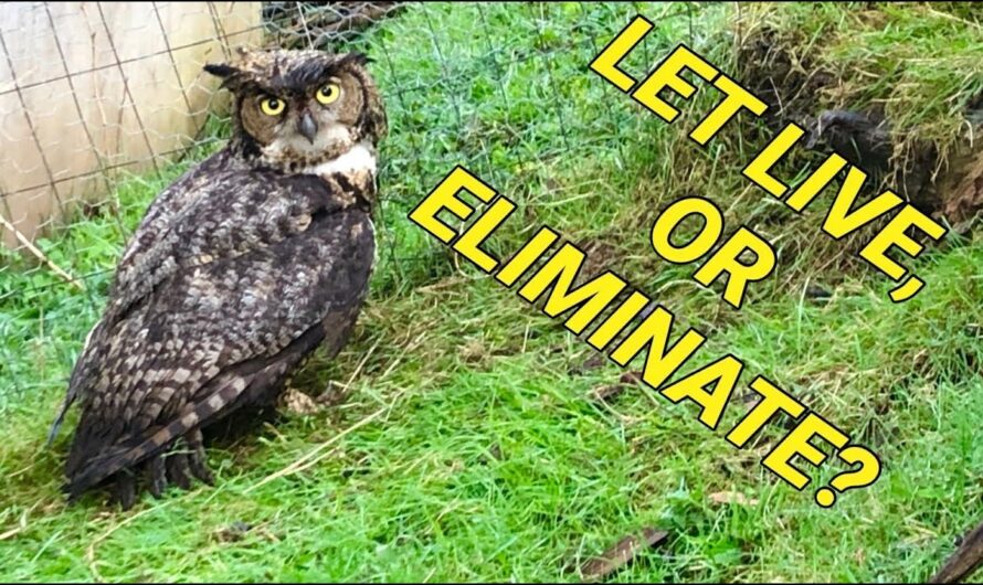 Do Owls Eat Chickens