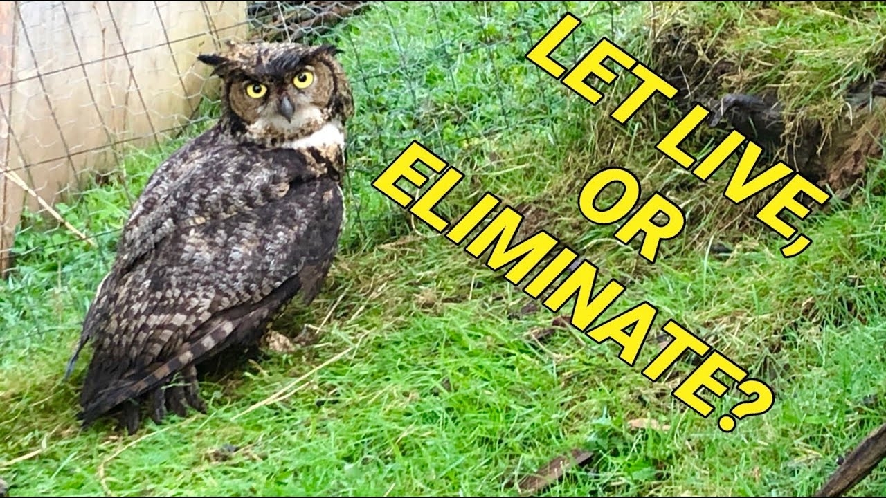 Caught A Great Horned Owl In The Chicken Run What Should I Do With to Him YouTube