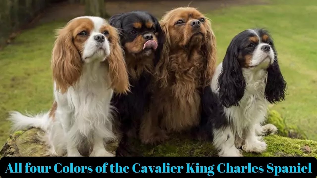 Cavalier Colors The Mesmerizing World Of Cavalier King Charles Spaniel Colors YouTube Cavalier Colors The Mesmerizing World Of Cavalier King Charles Spaniel Colors YouTube