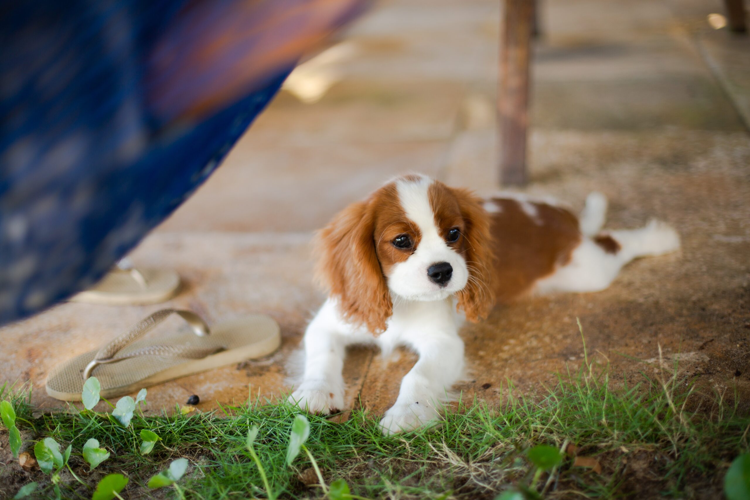 cavalier king charles colors cavalier king charles colors