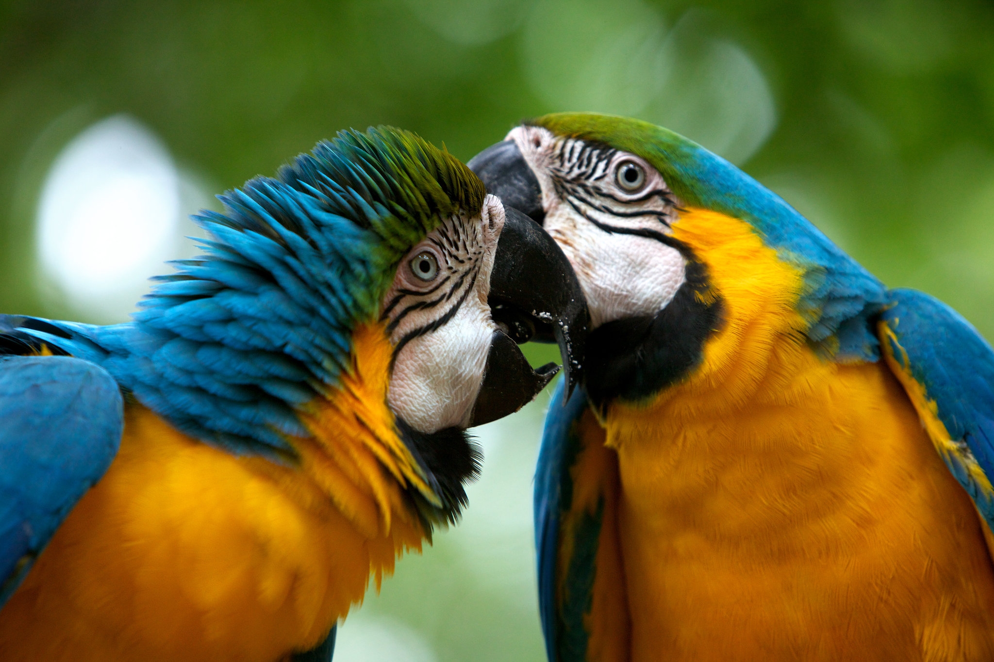 Celebratory Round The New York Times Celebratory Round The New York Times