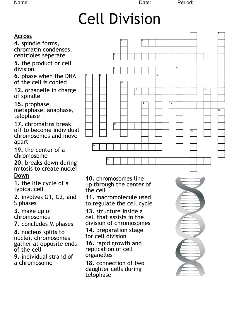 Cell Division Crossword WordMint Cell Division Crossword WordMint