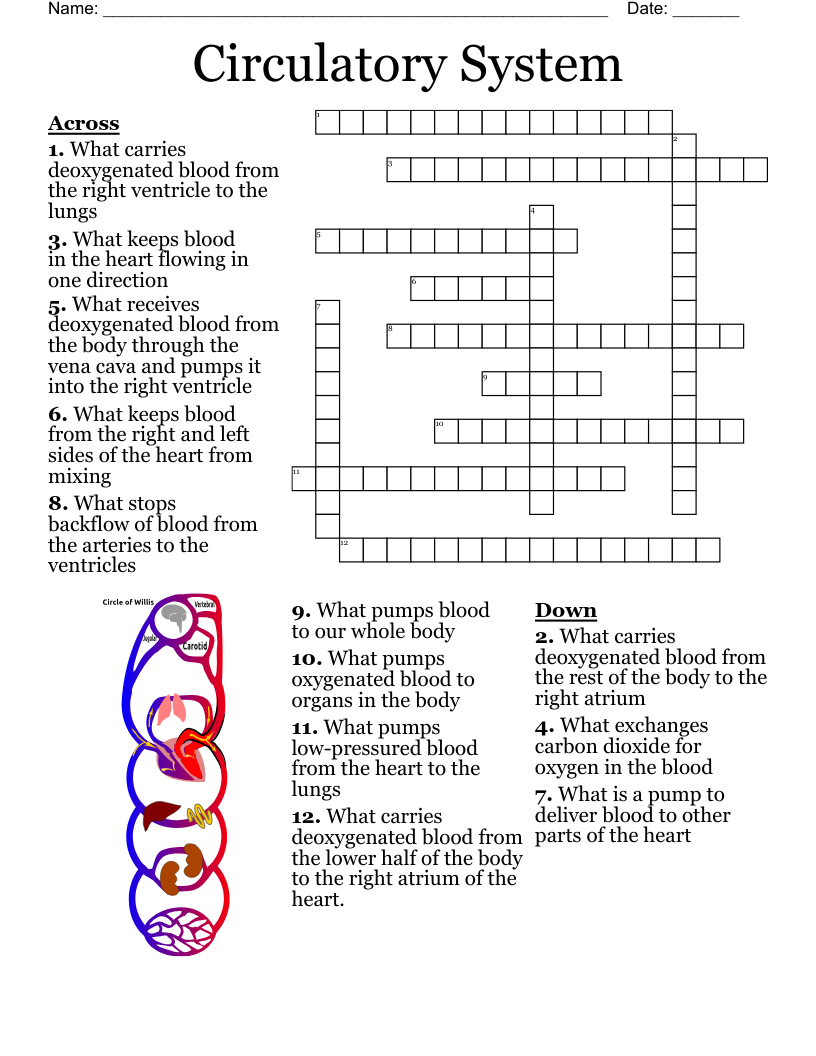 Circulatory System Crossword WordMint Circulatory System Crossword WordMint