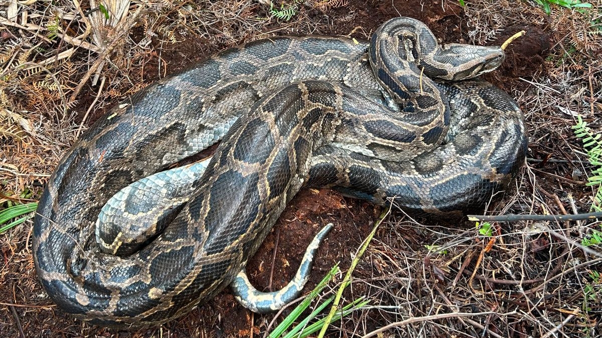 Cold Snap In Florida Made Burmese Python Puke Up A Whole Deer Live Science Cold Snap In Florida Made Burmese Python Puke Up A Whole Deer Live Science