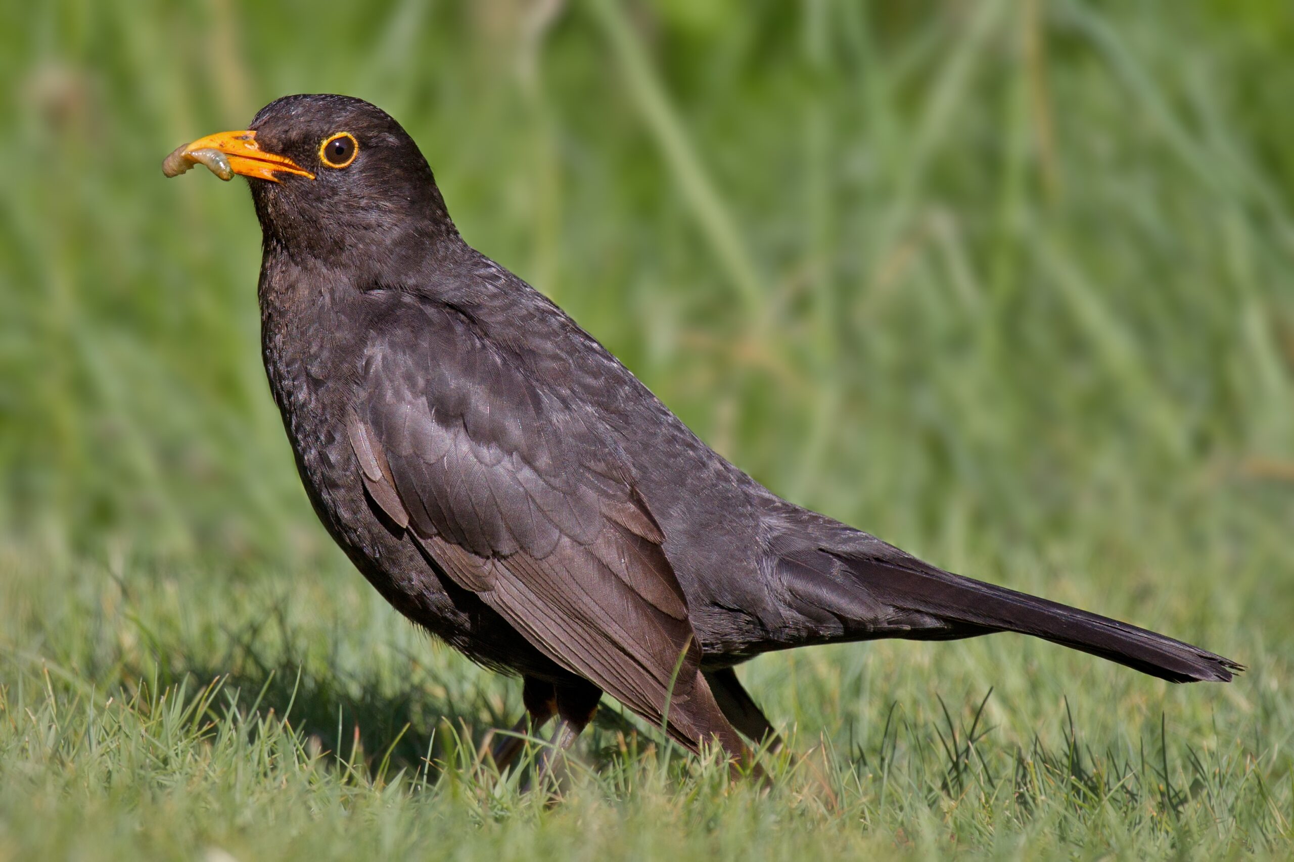 Common Blackbird Wikipedia Common Blackbird Wikipedia