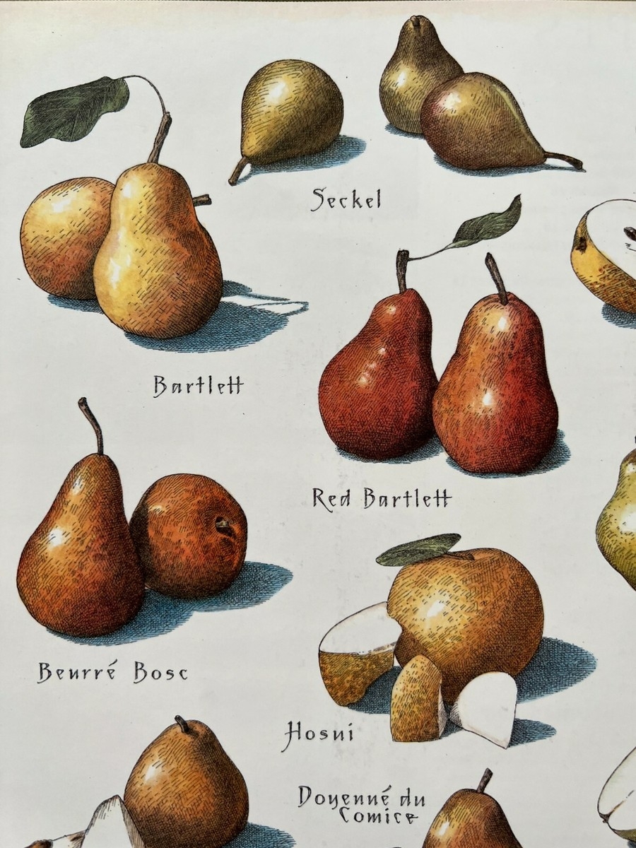 Cooks Illustrated Back Cover Only Framable Kitchen Art By John Burgoyne PEARS EBay Cooks Illustrated Back Cover Only Framable Kitchen Art By John Burgoyne PEARS EBay