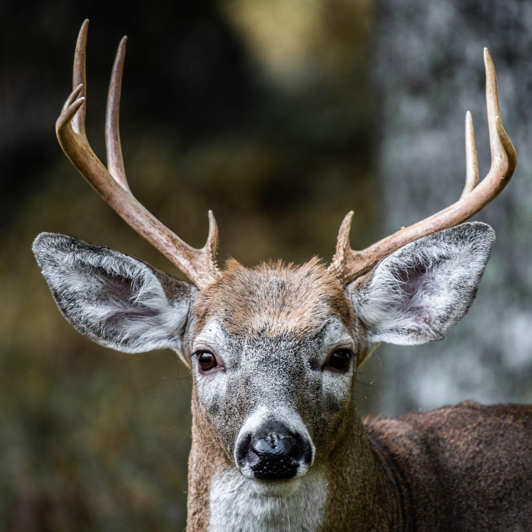 Deer Are Everywhere But We Barely Know Them The New York Times Deer Are Everywhere But We Barely Know Them The New York Times