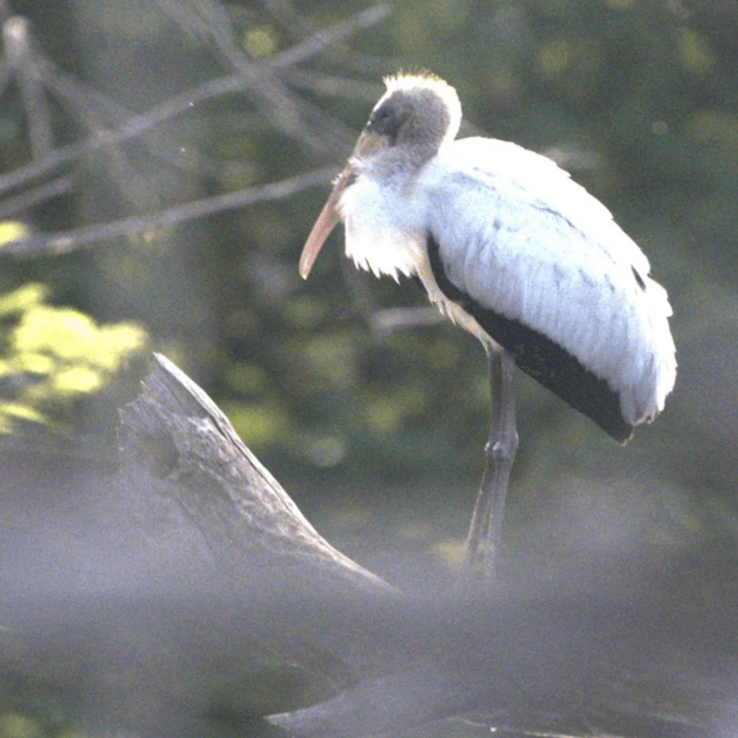 Deer Hunter Discovers Rare Subtropical Wood Stork In The Wilds Of Wisconsin Deer Hunter Discovers Rare Subtropical Wood Stork In The Wilds Of Wisconsin