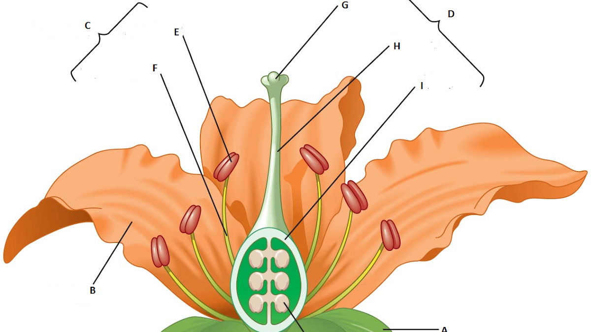 calyx parts crossword calyx parts crossword